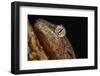 Mossy gecko (Rhacodactylus Chahoua), captive, United Kingdom, Europe-Janette Hill-Framed Photographic Print