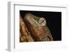 Mossy gecko (Rhacodactylus Chahoua), captive, United Kingdom, Europe-Janette Hill-Framed Photographic Print