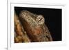 Mossy gecko (Rhacodactylus Chahoua), captive, United Kingdom, Europe-Janette Hill-Framed Photographic Print