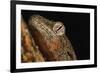 Mossy gecko (Rhacodactylus Chahoua), captive, United Kingdom, Europe-Janette Hill-Framed Photographic Print