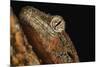 Mossy gecko (Rhacodactylus Chahoua), captive, United Kingdom, Europe-Janette Hill-Mounted Photographic Print