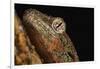 Mossy gecko (Rhacodactylus Chahoua), captive, United Kingdom, Europe-Janette Hill-Framed Photographic Print