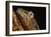 Mossy gecko (Rhacodactylus Chahoua), captive, United Kingdom, Europe-Janette Hill-Framed Photographic Print