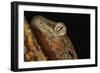 Mossy gecko (Rhacodactylus Chahoua), captive, United Kingdom, Europe-Janette Hill-Framed Photographic Print