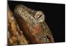 Mossy gecko (Rhacodactylus Chahoua), captive, United Kingdom, Europe-Janette Hill-Mounted Photographic Print