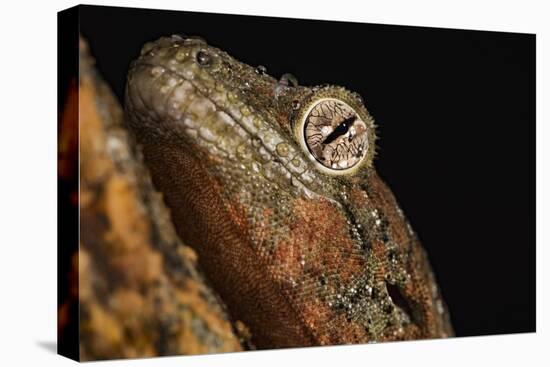 Mossy gecko (Rhacodactylus Chahoua), captive, United Kingdom, Europe-Janette Hill-Stretched Canvas