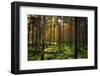 Mossy Green Forest-Bj¶rn Forenius-Framed Photographic Print