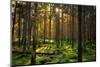 Mossy Green Forest-Bj¶rn Forenius-Mounted Photographic Print