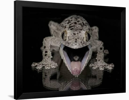 Mossy Leaf-Tailed Gecko, (Uroplatus Sikorae) Captive from Madgascar-Michael D. Kern-Framed Photographic Print