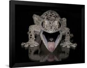 Mossy Leaf-Tailed Gecko, (Uroplatus Sikorae) Captive from Madgascar-Michael D. Kern-Framed Photographic Print