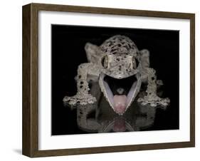 Mossy Leaf-Tailed Gecko, (Uroplatus Sikorae) Captive from Madgascar-Michael D. Kern-Framed Photographic Print