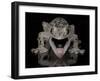 Mossy Leaf-Tailed Gecko, (Uroplatus Sikorae) Captive from Madgascar-Michael D. Kern-Framed Photographic Print