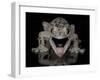 Mossy Leaf-Tailed Gecko, (Uroplatus Sikorae) Captive from Madgascar-Michael D. Kern-Framed Photographic Print