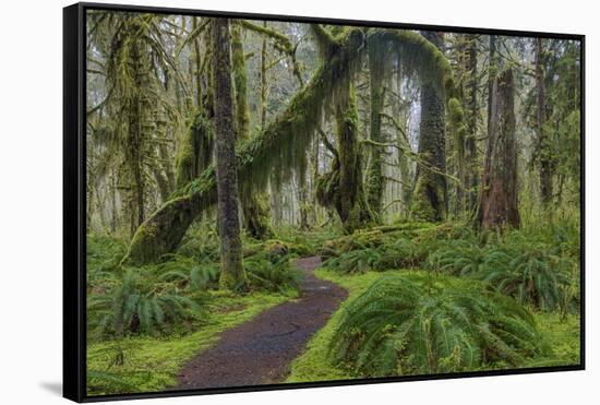 Mossy lush forest along the Maple Glade Trail in the Quinault Rain Forest in Olympic NP, WA-Chuck Haney-Framed Stretched Canvas