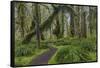 Mossy lush forest along the Maple Glade Trail in the Quinault Rain Forest in Olympic NP, WA-Chuck Haney-Framed Stretched Canvas