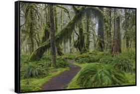 Mossy lush forest along the Maple Glade Trail in the Quinault Rain Forest in Olympic NP, WA-Chuck Haney-Framed Stretched Canvas