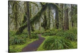 Mossy lush forest along the Maple Glade Trail in the Quinault Rain Forest in Olympic NP, WA-Chuck Haney-Stretched Canvas