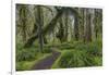 Mossy lush forest along the Maple Glade Trail in the Quinault Rain Forest in Olympic NP, WA-Chuck Haney-Framed Photographic Print