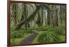 Mossy lush forest along the Maple Glade Trail in the Quinault Rain Forest in Olympic NP, WA-Chuck Haney-Framed Photographic Print