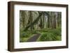 Mossy lush forest along the Maple Glade Trail in the Quinault Rain Forest in Olympic NP, WA-Chuck Haney-Framed Photographic Print