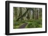 Mossy lush forest along the Maple Glade Trail in the Quinault Rain Forest in Olympic NP, WA-Chuck Haney-Framed Photographic Print