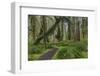 Mossy lush forest along the Maple Glade Trail in the Quinault Rain Forest in Olympic NP, WA-Chuck Haney-Framed Photographic Print