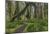 Mossy lush forest along the Maple Glade Trail in the Quinault Rain Forest in Olympic NP, WA-Chuck Haney-Mounted Photographic Print
