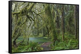 Mossy lush forest along the Maple Glade Trail in the Quinault Rainforest in Olympic NP, Washington.-Chuck Haney-Framed Stretched Canvas