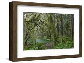 Mossy lush forest along the Maple Glade Trail in the Quinault Rainforest in Olympic NP, Washington.-Chuck Haney-Framed Photographic Print