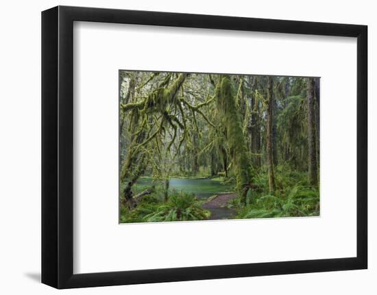 Mossy lush forest along the Maple Glade Trail in the Quinault Rainforest in Olympic NP, Washington.-Chuck Haney-Framed Photographic Print