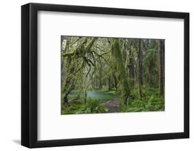Mossy lush forest along the Maple Glade Trail in the Quinault Rainforest in Olympic NP, Washington.-Chuck Haney-Framed Photographic Print