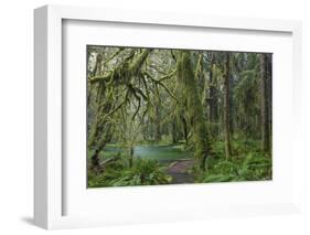 Mossy lush forest along the Maple Glade Trail in the Quinault Rainforest in Olympic NP, Washington.-Chuck Haney-Framed Photographic Print