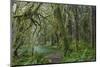 Mossy lush forest along the Maple Glade Trail in the Quinault Rainforest in Olympic NP, Washington.-Chuck Haney-Mounted Photographic Print