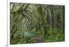 Mossy lush forest along the Maple Glade Trail in the Quinault Rainforest in Olympic NP, Washington.-Chuck Haney-Framed Photographic Print