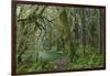 Mossy lush forest along the Maple Glade Trail in the Quinault Rainforest in Olympic NP, Washington.-Chuck Haney-Framed Photographic Print