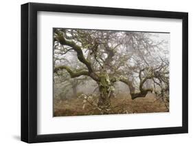 Mossy Oak-David Lorenz Winston-Framed Art Print