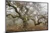 Mossy Oak-David Lorenz Winston-Mounted Art Print