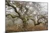Mossy Oak-David Lorenz Winston-Mounted Giclee Print