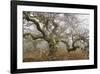 Mossy Oak-David Lorenz Winston-Framed Giclee Print