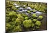 Mossy Rocks along a Creek-Craig Tuttle-Mounted Photographic Print