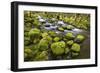 Mossy Rocks along a Creek-Craig Tuttle-Framed Photographic Print