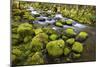Mossy Rocks along a Creek-Craig Tuttle-Mounted Photographic Print