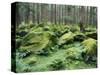 Mossy Rocks, Reserve Forest, Manali, Himachal Pradesh State, India-Jochen Schlenker-Stretched Canvas