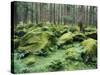 Mossy Rocks, Reserve Forest, Manali, Himachal Pradesh State, India-Jochen Schlenker-Stretched Canvas