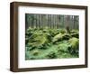 Mossy Rocks, Reserve Forest, Manali, Himachal Pradesh State, India-Jochen Schlenker-Framed Photographic Print