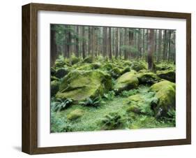 Mossy Rocks, Reserve Forest, Manali, Himachal Pradesh State, India-Jochen Schlenker-Framed Photographic Print