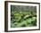 Mossy Rocks, Reserve Forest, Manali, Himachal Pradesh State, India-Jochen Schlenker-Framed Photographic Print