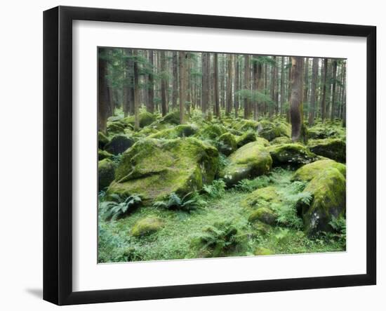 Mossy Rocks, Reserve Forest, Manali, Himachal Pradesh State, India-Jochen Schlenker-Framed Photographic Print
