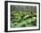 Mossy Rocks, Reserve Forest, Manali, Himachal Pradesh State, India-Jochen Schlenker-Framed Photographic Print