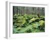 Mossy Rocks, Reserve Forest, Manali, Himachal Pradesh State, India-Jochen Schlenker-Framed Photographic Print